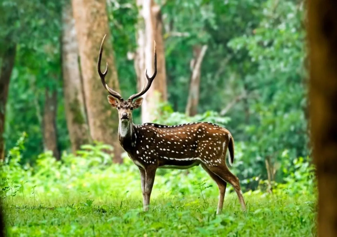 The Jungle Home - Aishwarya Homestay India